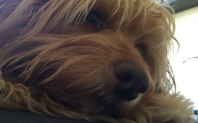 why my dog is smarter than your a.i.