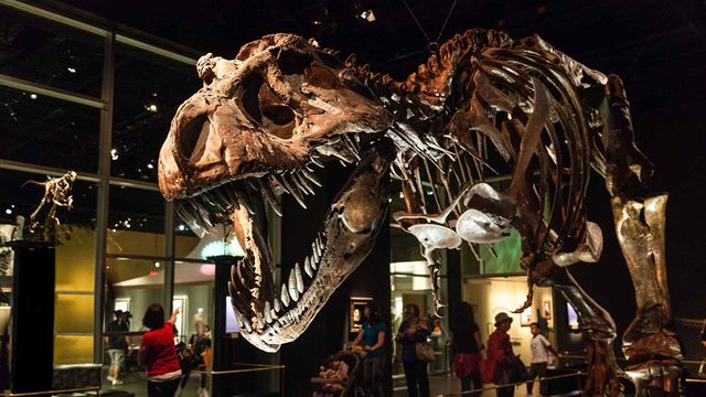 scavenger or predator, the great t. rex debate