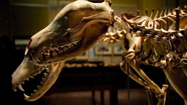 can we really push the undo extinction button?