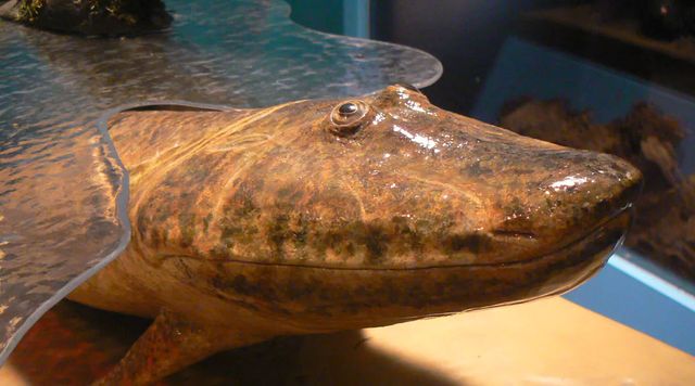 tiktaalik? is that you?