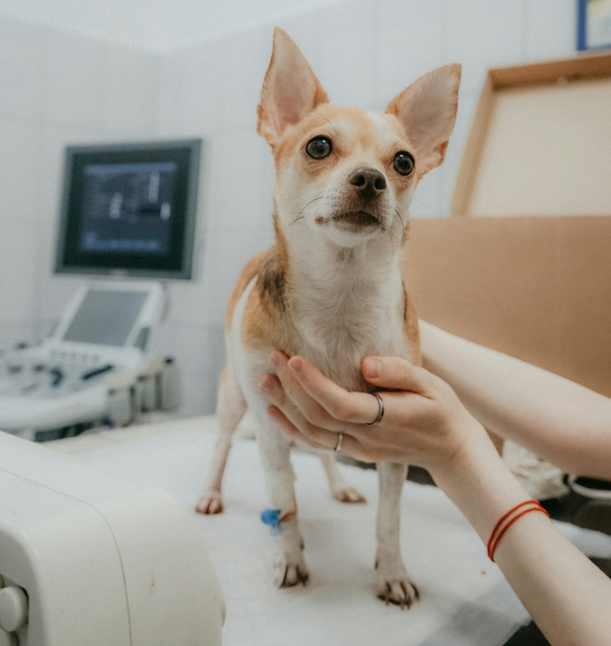 a person holding a dog