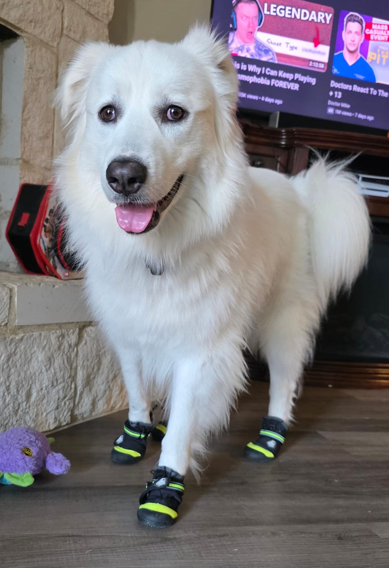 Jinni-Bear, a Great Pyrenees, ready for her walkies in her little black and yellow booties. 🥰 This was her first time trying them on, so she was a little unsure, but she is totally fine with them now! A purple monster toy can be seen on the floor next to her. 