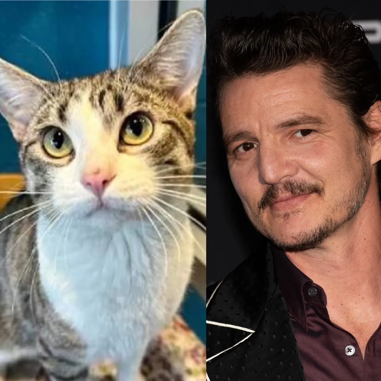 Rescue Cat Named After Pedro Pascal Finds New Home After Going Viral