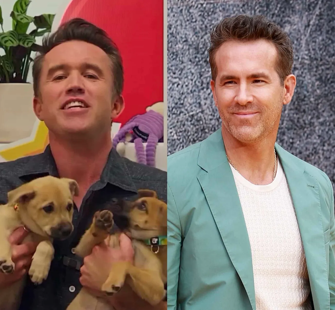 Rob McElhenney holding two puppies named Ryan Reynolds and a photo of Ryan earlier this year at the 'Deadpool' premiere, dres