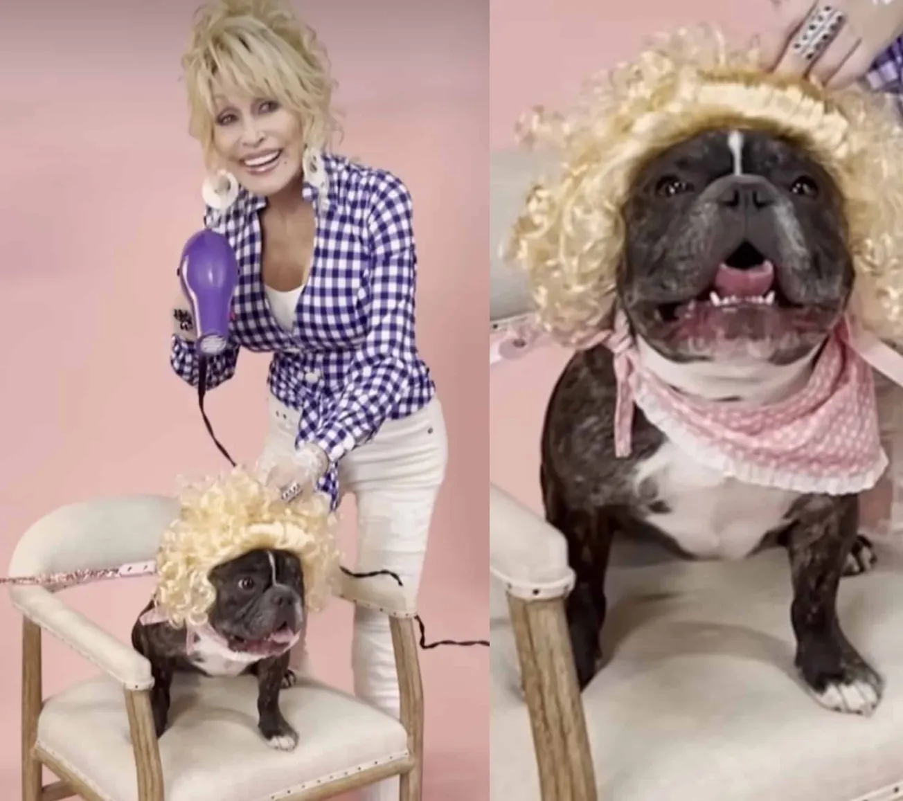 Dolly Parton Launches 'Doggy Parton' Pet Apparel Line