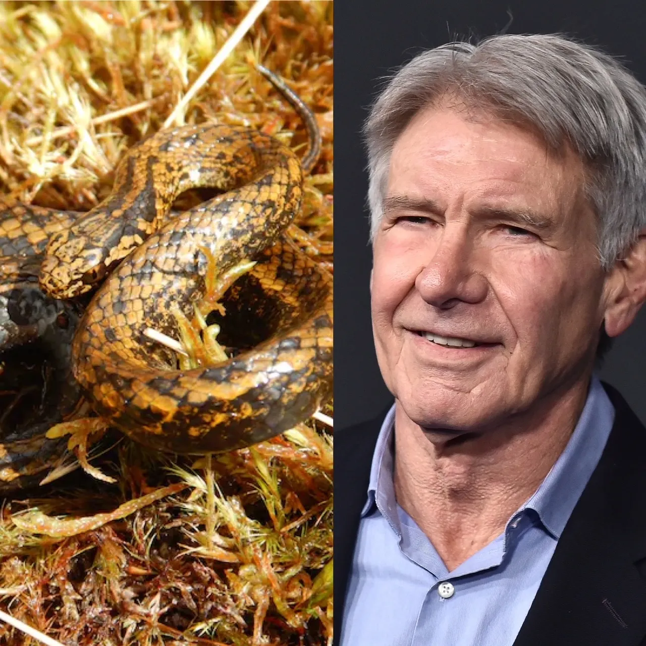 a brown and yellow snake beside a photo of Harrison Ford smiling.