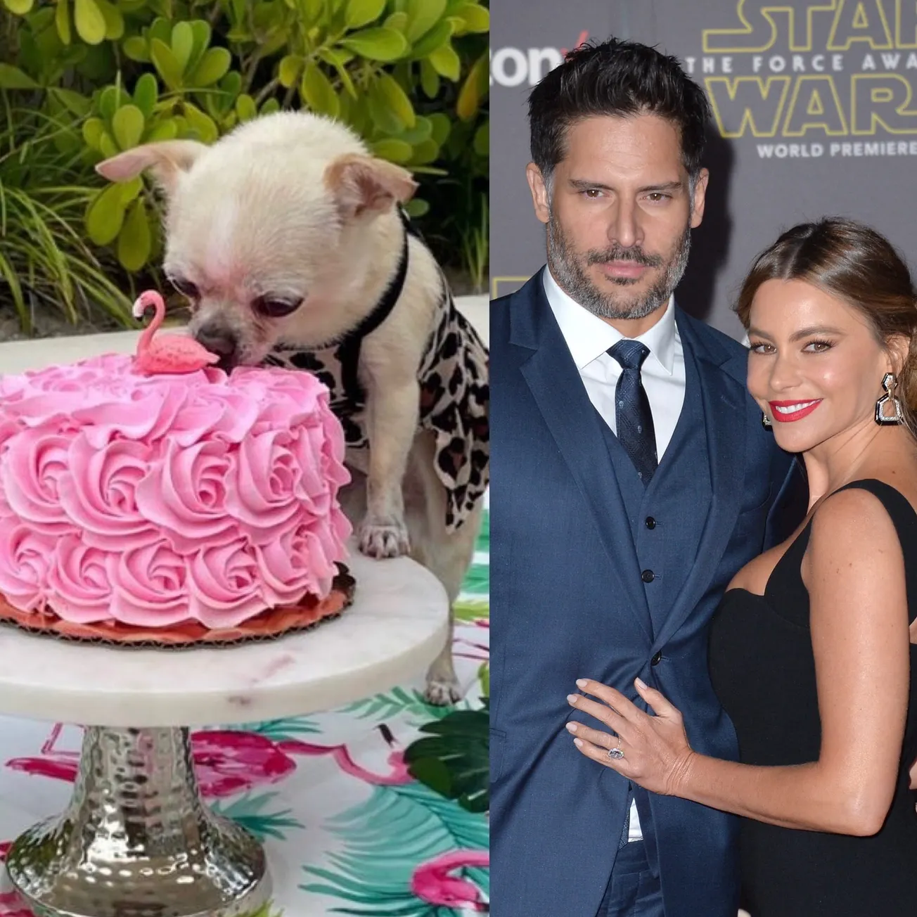 Sofia Vergara and Joe Manganiello smile together at a press event. Beside them is a photo of their dog Bubbles digging into a