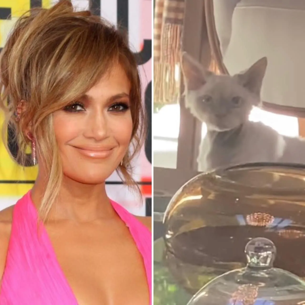 Jennifer Lopez Introduces Hendrix, Her New Family Kitten