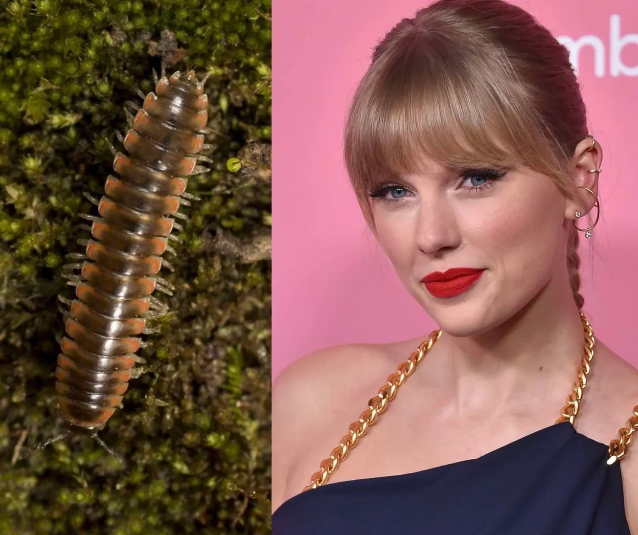 Scientist Names New Millipede Species After Taylor Swift!