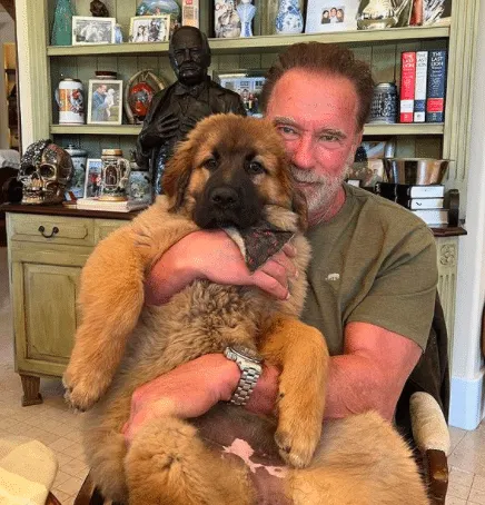 Arnold Schwarzenegger Introduces New Puppy "Schnitzel"
