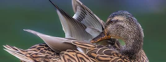 Mallard