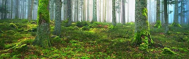 les forêts d’Alsace, dans la région Grand Est en France