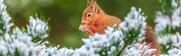 A Eurasian red squirrel perches on a snowy pine branch, clutching a pine cone 
