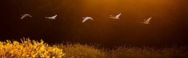 Singing swans- Cisnes cantores- Cigni Cantanti