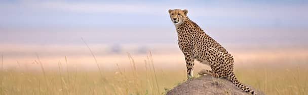 Il Ghepardo nella savana