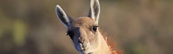 In Argentina los guanacos son los espíritus libres de la Patagonia.
