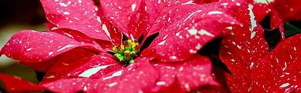 Flor de Pasqua - Christmas flower - Poinsettia (Euphorbia pulcherrima)