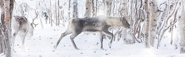 Reindeer, Lapland, Finland