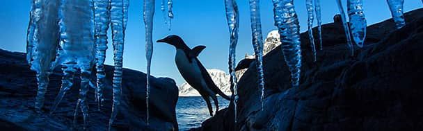 Many colonies are concentrated on Petermann Island, off the Antarctic Peninsula