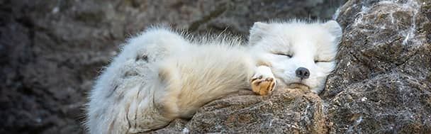 The sweety sleeping fox - Zorro ártico durmiendo - Volpe artica che dorme