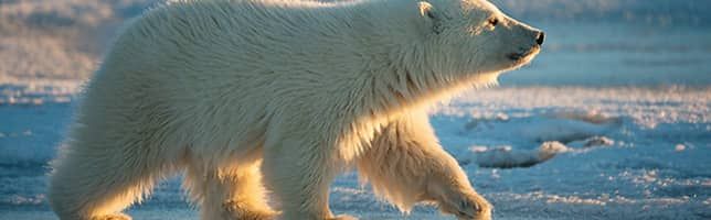 El oso polar es uno de los grandes símbolos del Ártico
