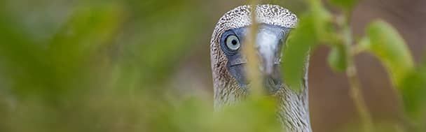 blue-footed booby in the Galapagos Islands, in Ecuador