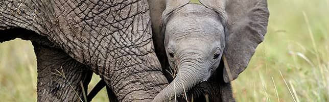 World Wildlife Day - Día Mundial de la Vida Silvestre - Giorno mondiale della vita silvestre