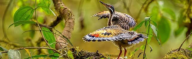 La garza de sol es conocida por la delicadeza con la que despliega sus alas