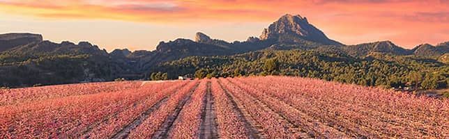 The Flowering in Cieza transforms the Segura valley in Murcia every year