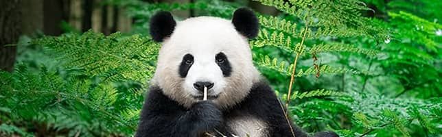 The giant panda pictured in today's image enjoys a quiet moment while eating bamboo