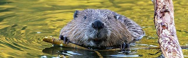 European beaver