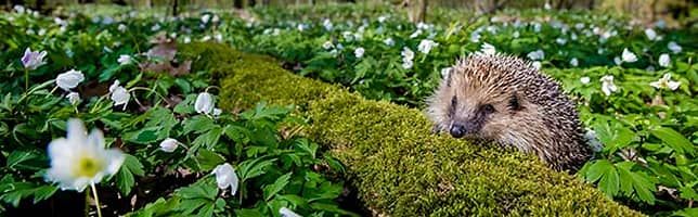 European hedgehog, France