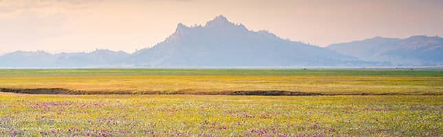 Wild Bloom, Central Valley, California, USA