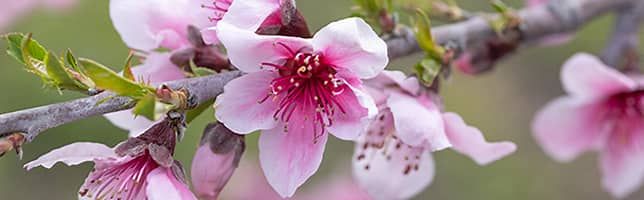 Pink apple blossoms, Avila Beach, California, USA
