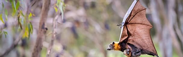 Grey-headed bats, Yarra Bend Park, Australia