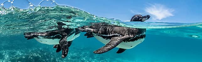 Galapagos penguins