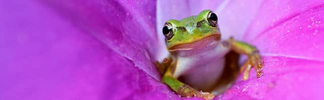 Japanese tree frog in a pink bell