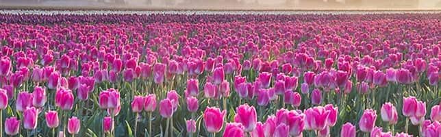 Tulip fields of the Skagit Valley, Washington, US
