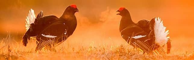 Machos de urogallo negro, Estonia