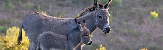 World Donkey Day