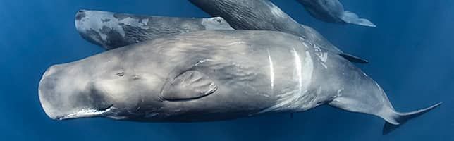 Sperm whales, Indian Ocean