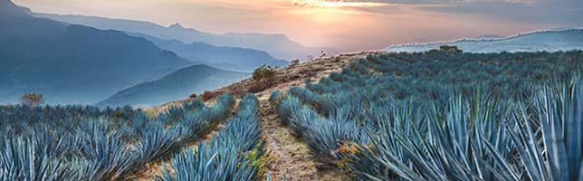 campo de agave azul cerca de Tequila en Jalisco