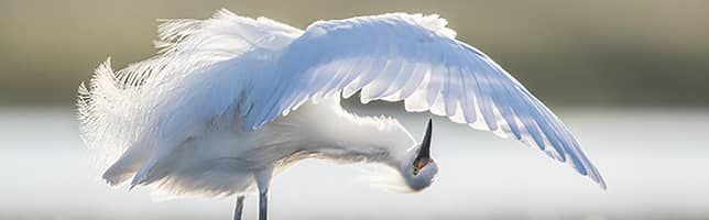 Snowy Egret Grooming, Central Florida, USA