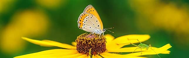 Butterfly pollinating a yellow flower