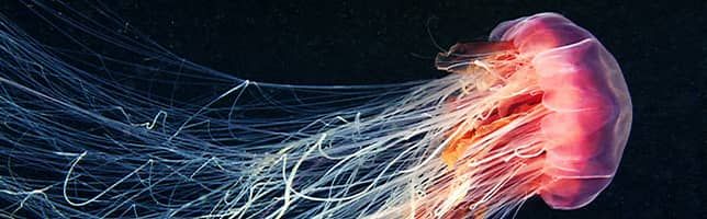 World Oceans Day