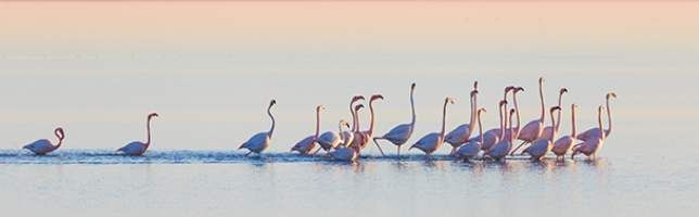 Flamingos in the Ebro Delta, Tarragona, Spain
