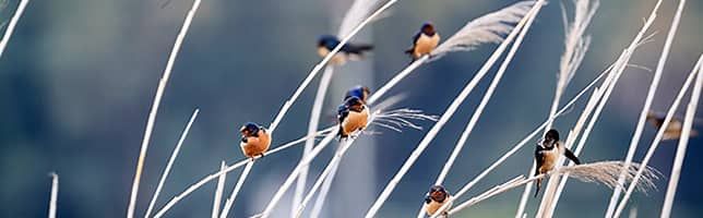 Swallows resting together