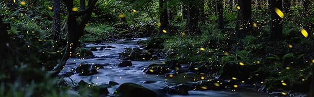 Fireflies, Okayama Prefecture, Japan