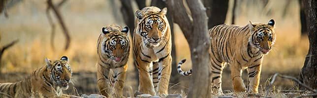 International Tiger Day