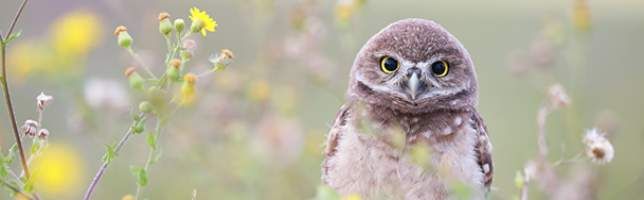 International Owl Day